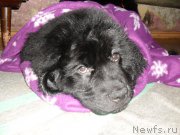 Превью фото № 182141