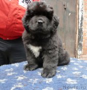 Превью фото № 182154