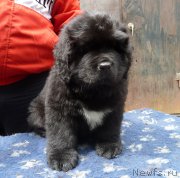 Превью фото № 182155