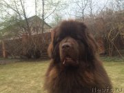 Превью фото № 182184