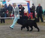 Превью фото № 18219