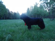 Превью фото № 182272