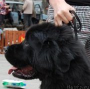 Превью фото № 182322