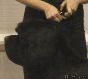 Превью фото № 182323