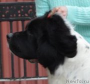 Превью фото № 182324