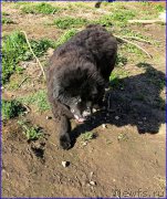 Превью фото № 182339