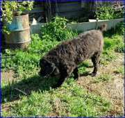 Превью фото № 182340