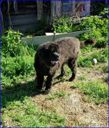 Превью фото № 182341