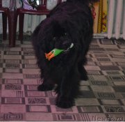 Превью фото № 182356