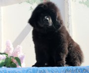 Превью фото № 182370