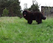 Превью фото № 182386