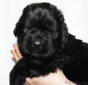 Превью фото № 182396