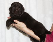 Превью фото № 182398