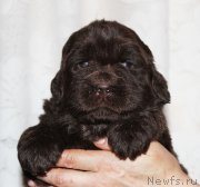 Превью фото № 182399