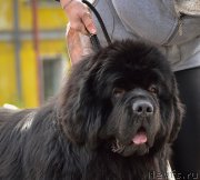 Превью фото № 182405