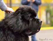 Превью фото № 182408