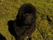 Превью фото № 182414