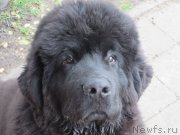 Превью фото № 182415