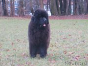 Превью фото № 182443