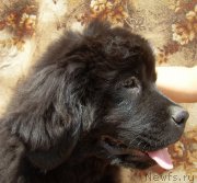 Превью фото № 182491