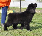 Превью фото № 182533