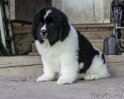 Превью фото № 182543