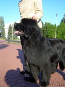 Превью фото № 182555