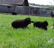 Превью фото № 182577