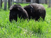 Превью фото № 182578