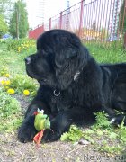 Превью фото № 182666