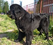 Превью фото № 182667