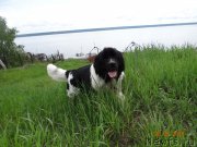 Превью фото № 182717