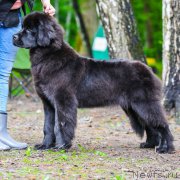 Превью фото № 182760