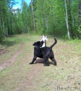 Превью фото № 182787