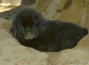 Превью фото № 182883