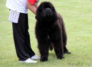 Превью фото № 182952