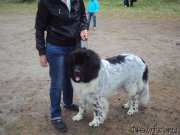 Превью фото № 183122