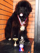 Превью фото № 183138