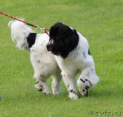 Превью фото № 183156