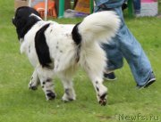 Превью фото № 183159