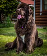 Превью фото № 183202