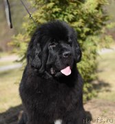 Превью фото № 183217