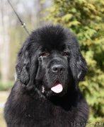 Превью фото № 183218