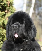 Превью фото № 183226