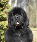 Превью фото № 183227