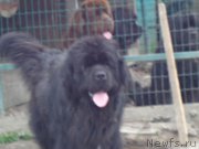 Превью фото № 183431