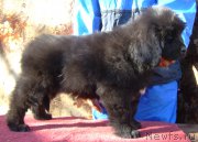 Превью фото № 183450