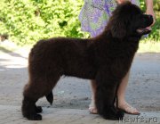 Превью фото № 183496