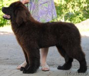 Превью фото № 183497