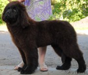 Превью фото № 183498